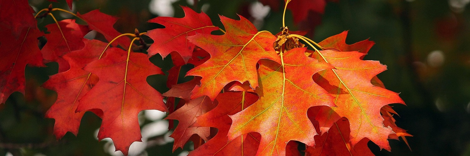 News und Inspiration für den Herbst aus Österreich